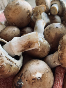 mushroom stems